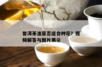 普洱茶渣是否适合种花？视频解答与图片展示