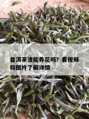 普洱茶渣能养花吗？看视频和图片了解详情