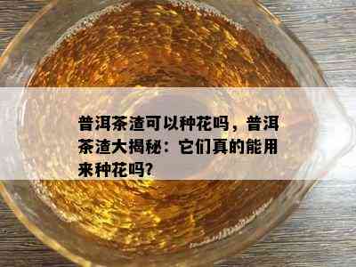 普洱茶渣可以种花吗，普洱茶渣大揭秘：它们真的能用来种花吗？