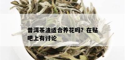 普洱茶渣适合养花吗？在贴吧上有讨论