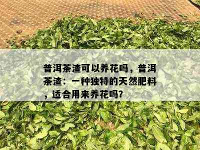 普洱茶渣可以养花吗，普洱茶渣：一种独特的天然肥料，适合用来养花吗？