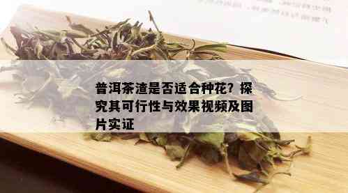 普洱茶渣是否适合种花？探究其可行性与效果视频及图片实证