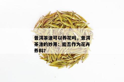 普洱茶渣可以养花吗，普洱茶渣的妙用：能否作为花卉养料？