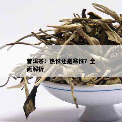 普洱茶：热性还是寒性？全面解析