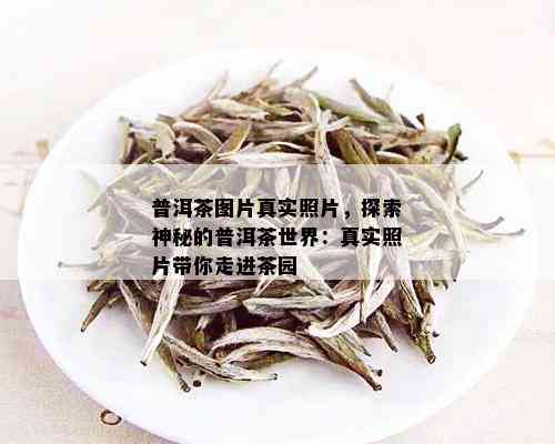 普洱茶图片真实照片，探索神秘的普洱茶世界：真实照片带你走进茶园