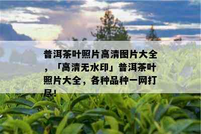 普洱茶叶照片高清图片大全，「高清无水印」普洱茶叶照片大全，各种品种一网打尽！