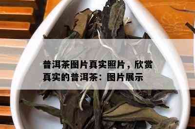 普洱茶图片真实照片，欣赏真实的普洱茶：图片展示