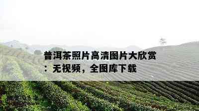 普洱茶照片高清图片大欣赏：无视频，全图库下载