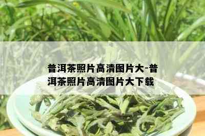 普洱茶照片高清图片大-普洱茶照片高清图片大下载