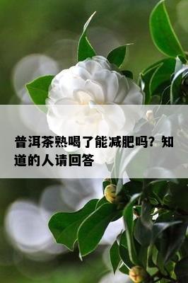 普洱茶熟喝了能减肥吗？知道的人请回答