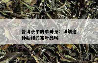 普洱茶中的单珠茶：详解这种独特的茶叶品种