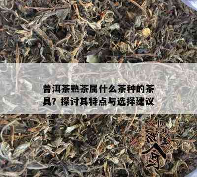 普洱茶熟茶属什么茶种的茶具？探讨其特点与选择建议