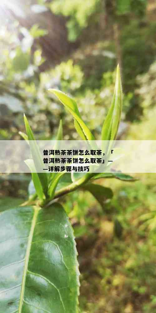 普洱熟茶茶饼怎么取茶，「普洱熟茶茶饼怎么取茶」——详解步骤与技巧