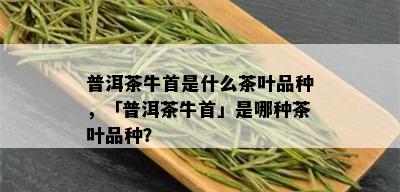 普洱茶牛首是什么茶叶品种，「普洱茶牛首」是哪种茶叶品种？