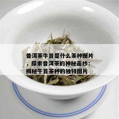 普洱茶牛首是什么茶种图片，探索普洱茶的神秘面纱：揭秘牛首茶种的独特图片