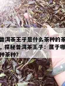 普洱茶王子是什么茶种的茶，探秘普洱茶王子：属于哪种茶种？