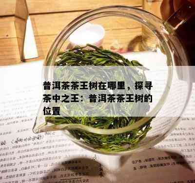 普洱茶茶王树在哪里，探寻茶中之王：普洱茶茶王树的位置