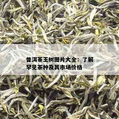 普洱茶王树图片大全：了解罕见茶种及其市场价格