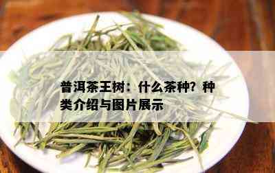 普洱茶王树：什么茶种？种类介绍与图片展示