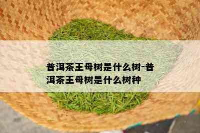 普洱茶王母树是什么树-普洱茶王母树是什么树种