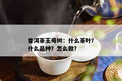 普洱茶王母树：什么茶叶？什么品种？怎么做？