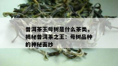 普洱茶王母树是什么茶类，揭秘普洱茶之王：母树品种的神秘面纱