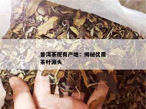 普洱茶现有产地：揭秘优质茶叶源头