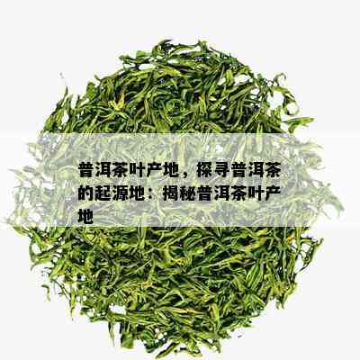 普洱茶叶产地，探寻普洱茶的起源地：揭秘普洱茶叶产地