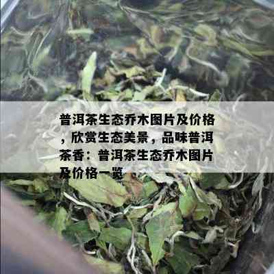 普洱茶生态乔木图片及价格，欣赏生态美景，品味普洱茶香：普洱茶生态乔木图片及价格一览