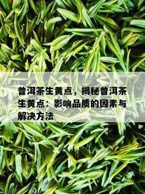 普洱茶生黄点，揭秘普洱茶生黄点：影响品质的因素与解决方法