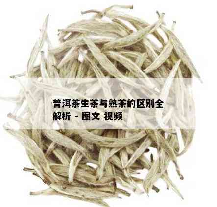 普洱茶生茶与熟茶的区别全解析 - 图文 视频