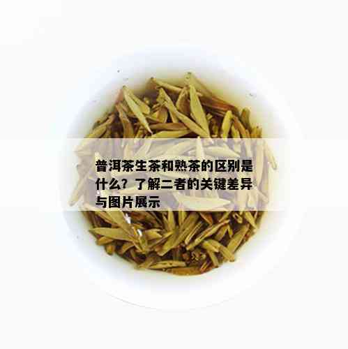 普洱茶生茶和熟茶的区别是什么？了解二者的关键差异与图片展示