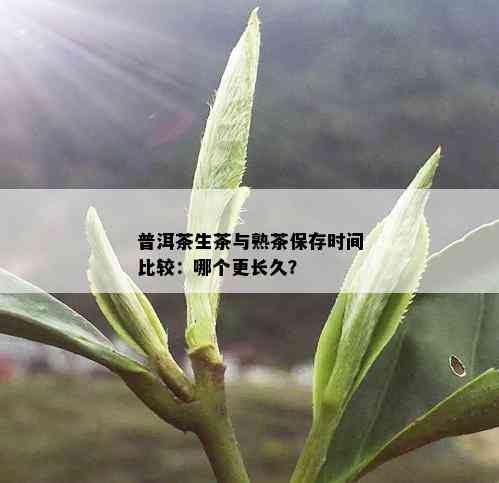 普洱茶生茶与熟茶保存时间比较：哪个更长久？