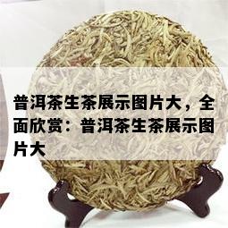 普洱茶生茶展示图片大，全面欣赏：普洱茶生茶展示图片大