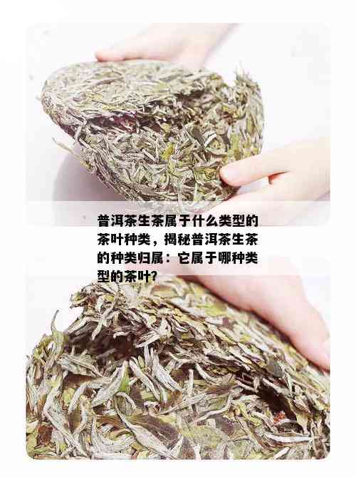 普洱茶生茶属于什么类型的茶叶种类，揭秘普洱茶生茶的种类归属：它属于哪种类型的茶叶？