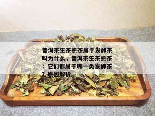 普洱茶生茶熟茶属于发酵茶吗为什么，普洱茶生茶熟茶：它们都属于哪一类发酵茶？原因解析