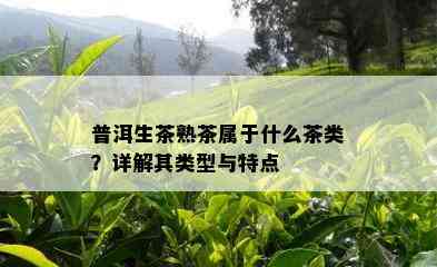 普洱生茶熟茶属于什么茶类？详解其类型与特点