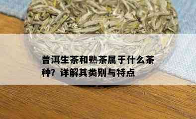 普洱生茶和熟茶属于什么茶种？详解其类别与特点