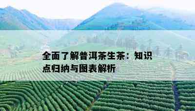 全面了解普洱茶生茶：知识点归纳与图表解析