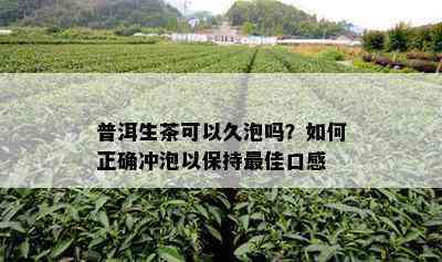 普洱生茶可以久泡吗？如何正确冲泡以保持更佳口感