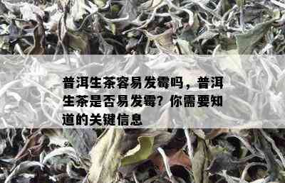 普洱生茶容易发霉吗，普洱生茶是否易发霉？你需要知道的关键信息