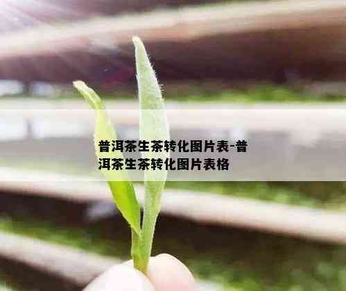 普洱茶生茶转化图片表-普洱茶生茶转化图片表格