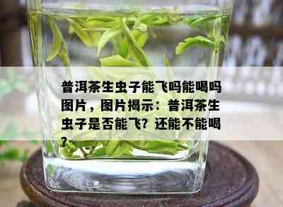 普洱茶生虫子能飞吗能喝吗图片，图片揭示：普洱茶生虫子是否能飞？还能不能喝？