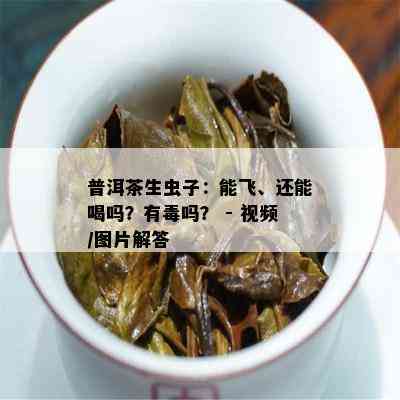 普洱茶生虫子：能飞、还能喝吗？有吗？ - 视频/图片解答