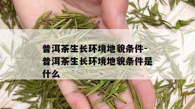 普洱茶生长环境地貌条件-普洱茶生长环境地貌条件是什么