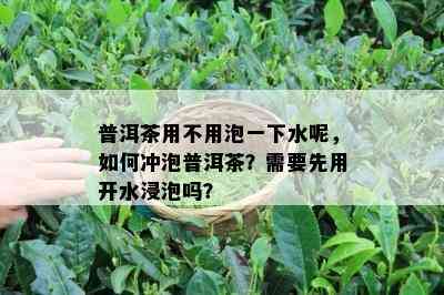 普洱茶用不用泡一下水呢，如何冲泡普洱茶？需要先用开水浸泡吗？