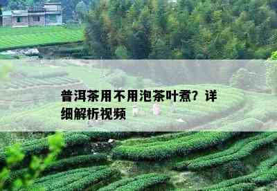 普洱茶用不用泡茶叶煮？详细解析视频