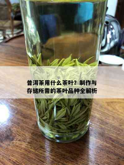 普洱茶用什么茶叶？制作与存储所需的茶叶品种全解析