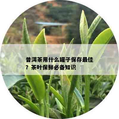 普洱茶用什么罐子保存更佳？茶叶保鲜必备知识