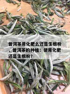 普洱茶用化肥么还是生根粉，普洱茶的种植：使用化肥还是生根粉？